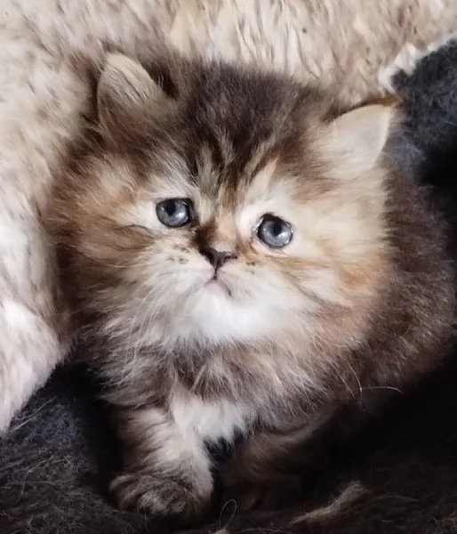 Cucciola di persiani FEMMINA 