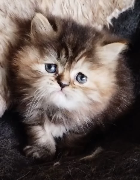 Cucciola di persiani FEMMINA  | Foto 1