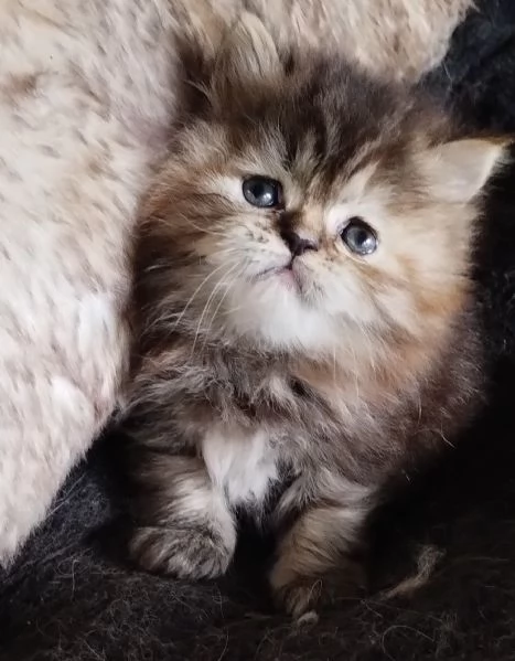 Cucciola di persiani FEMMINA  | Foto 0