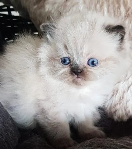 Cucciolo di persiani MASCHIO  | Foto 6
