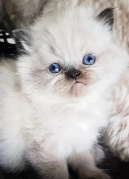 Cucciolo di persiani MASCHIO 