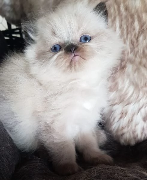 Cucciolo di persiani MASCHIO  | Foto 5