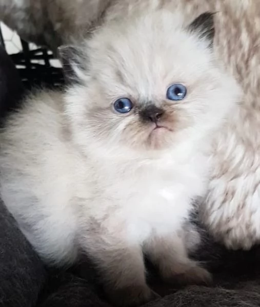 Cucciolo di persiani MASCHIO  | Foto 4