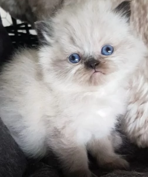 Cucciolo di persiani MASCHIO  | Foto 3