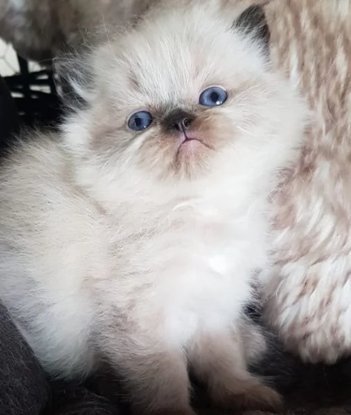Cucciolo di persiani MASCHIO  | Foto 1