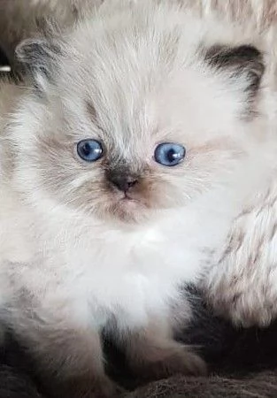 Cucciolo di persiani MASCHIO  | Foto 0