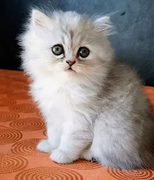 Cucciola di persiani FEMMINA  | Foto 1