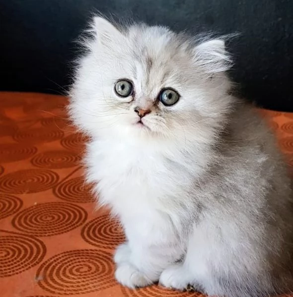 Cucciola di persiani FEMMINA  | Foto 0
