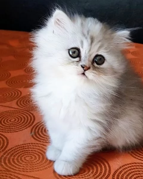 Cucciola di persiani FEMMINA 