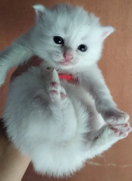 Gattino bianco simil siberiano MASCHIO  | Foto 3