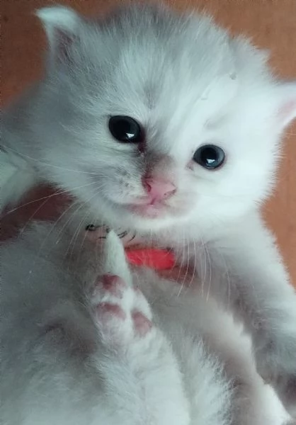 Gattino bianco simil siberiano MASCHIO  | Foto 2
