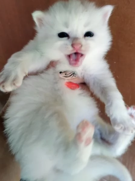 Gattino bianco simil siberiano MASCHIO  | Foto 1