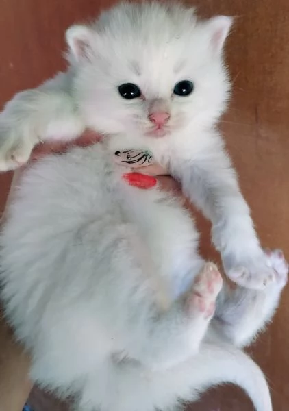 Gattino bianco simil siberiano MASCHIO 