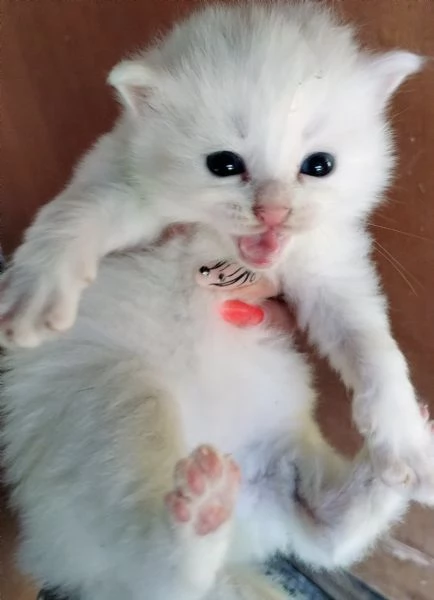 Gattino bianco simil siberiano MASCHIO  | Foto 0