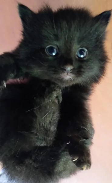 Gattino nero simil siberiano MASCHIO  | Foto 2