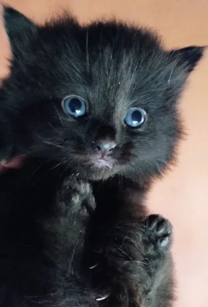 Gattino nero simil siberiano MASCHIO  | Foto 1