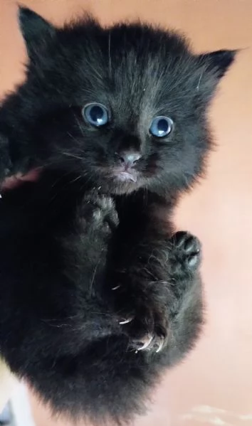 Gattino nero simil siberiano MASCHIO  | Foto 0