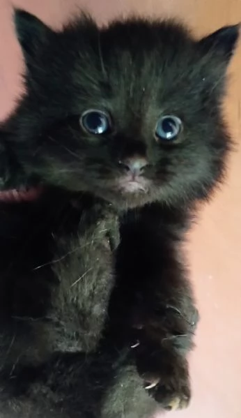 Gattino nero simil siberiano MASCHIO 