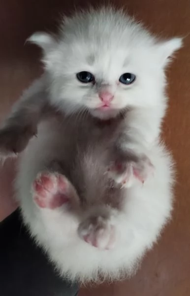 Gattini simil siberiano MASCHIO  | Foto 5