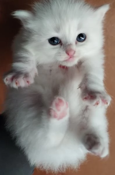 Gattini simil siberiano MASCHIO  | Foto 4