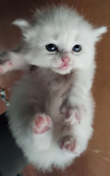 Gattini simil siberiano MASCHIO  | Foto 3
