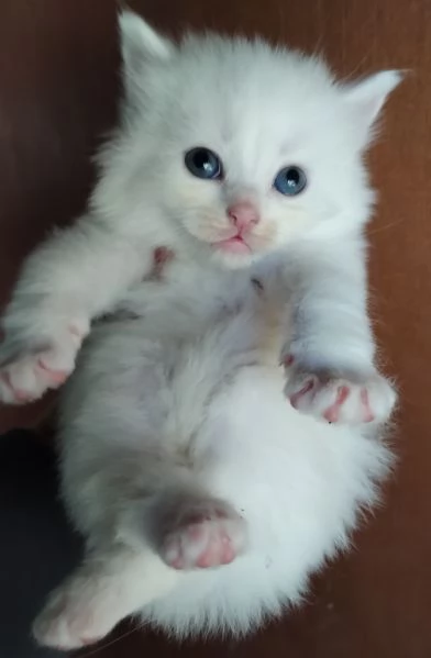 Gattini simil siberiano MASCHIO  | Foto 5