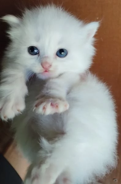 Gattini simil siberiano MASCHIO 