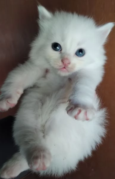 Gattini simil siberiano MASCHIO  | Foto 4