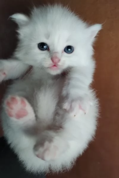 Gattini simil siberiano MASCHIO  | Foto 3