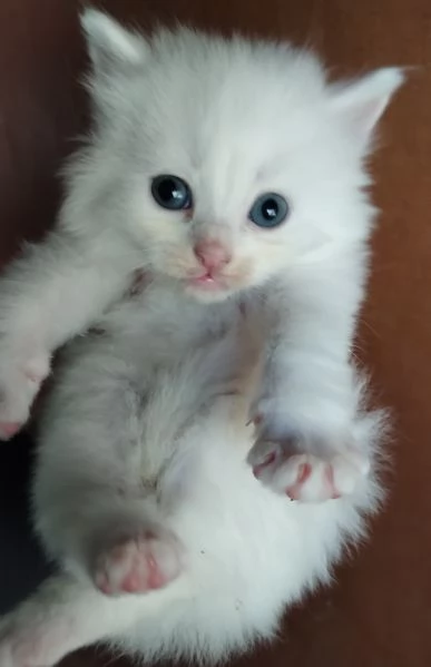 Gattini simil siberiano MASCHIO  | Foto 2