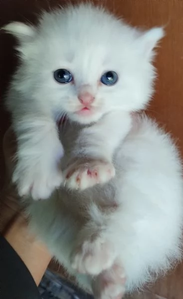 Gattini simil siberiano MASCHIO  | Foto 1