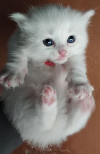 Gattini simil siberiano MASCHIO  | Foto 0