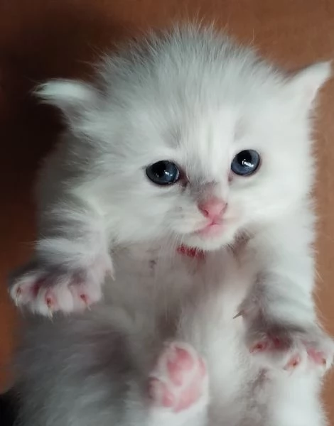 Gattini simil siberiano MASCHIO  | Foto 2
