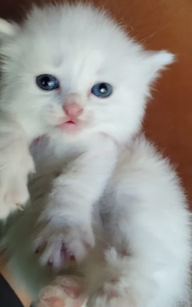 Gattini simil siberiano MASCHIO  | Foto 0