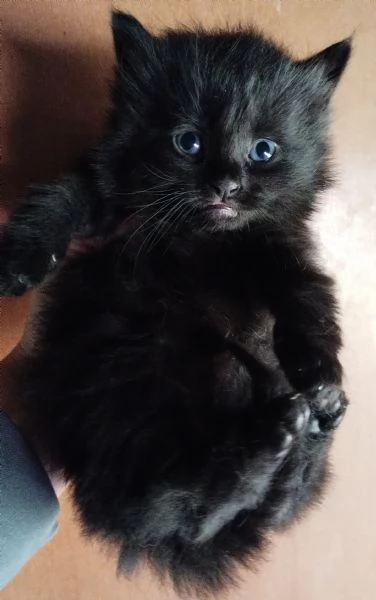 Gattino simil siberiano MASCHIO  | Foto 5