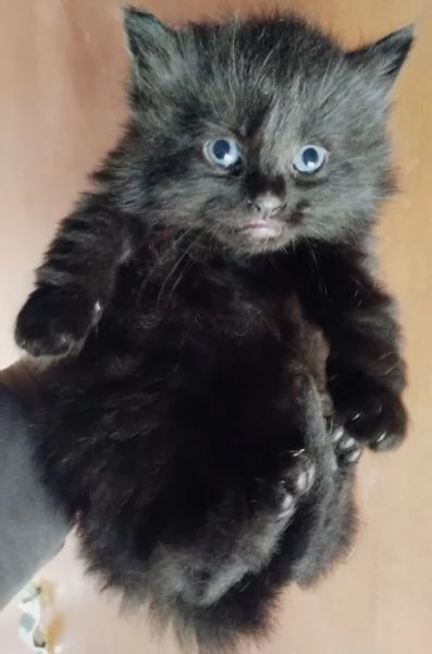 Gattino simil siberiano MASCHIO  | Foto 4