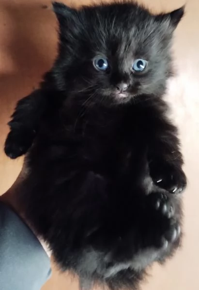 Gattino simil siberiano MASCHIO  | Foto 3