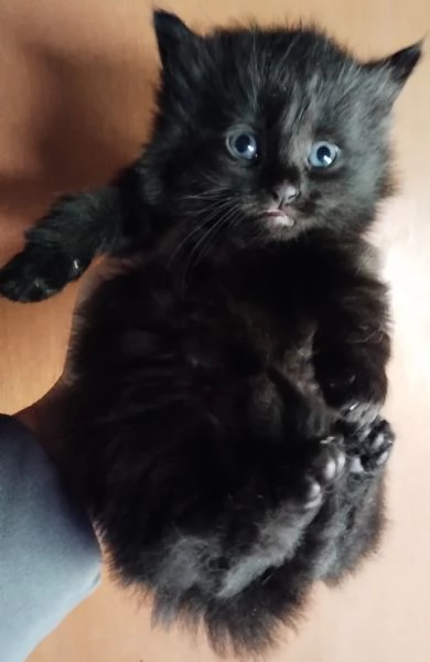 Gattino simil siberiano MASCHIO  | Foto 2