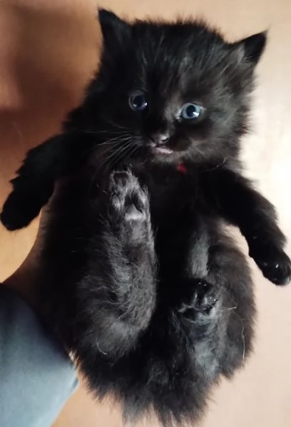 Gattino simil siberiano MASCHIO 