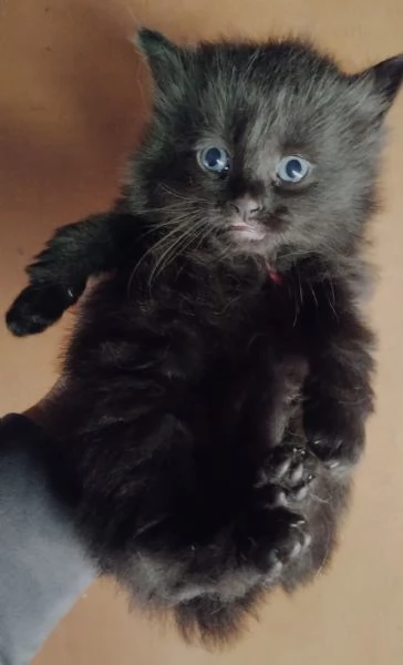 Gattino simil siberiano MASCHIO  | Foto 1