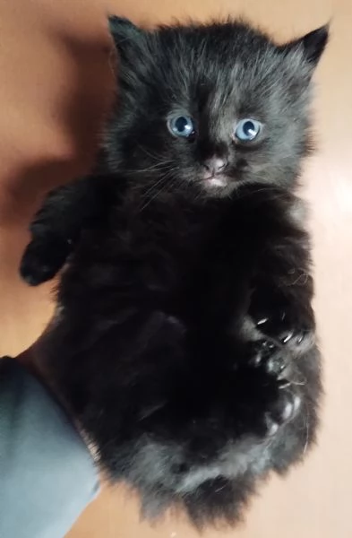 Gattino simil siberiano MASCHIO  | Foto 0