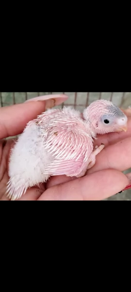 Pulli di Pappagallini ondulati cocoriti da allevare a mano | Foto 6