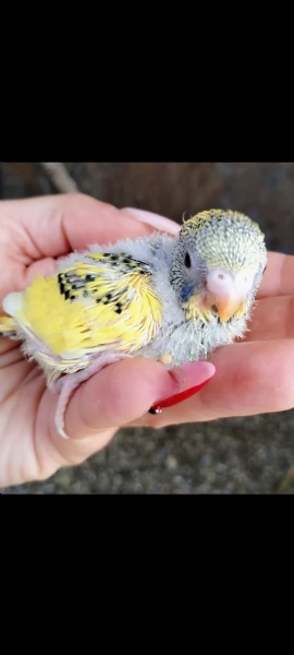 Pulli di Pappagallini ondulati cocoriti da allevare a mano