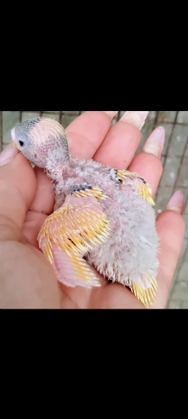 Pulli di Pappagallini ondulati cocoriti da allevare a mano | Foto 1