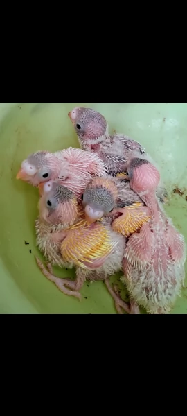 Pulli di Pappagallini ondulati cocoriti da allevare a mano | Foto 0