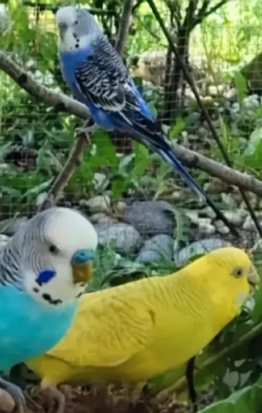 Pappagallini ondulati  cocoriti | Foto 5