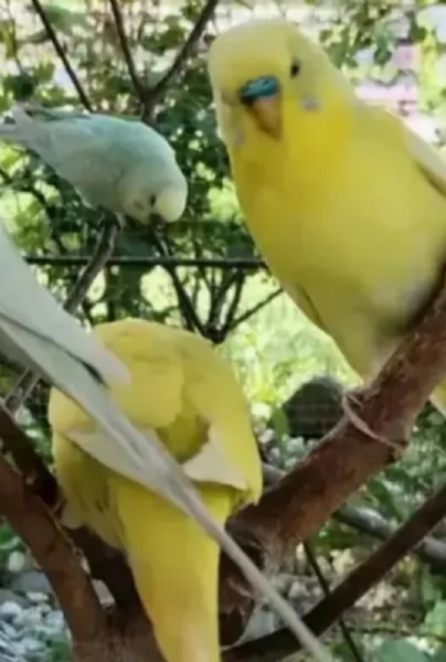 Pappagallini ondulati  cocoriti | Foto 4
