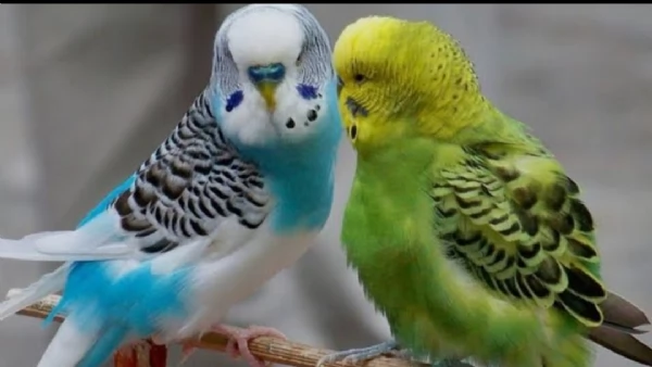 Pappagallini ondulati  cocoriti | Foto 0