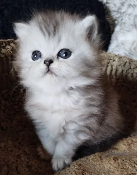Gattino cucciolo di persiani MASCHIO | Foto 6