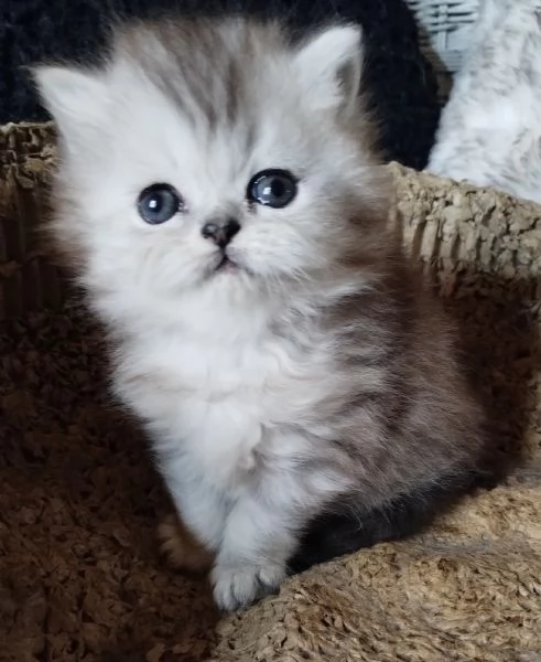 Gattino cucciolo di persiani MASCHIO | Foto 5